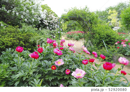 つくば牡丹園 茨城県つくば市 つくば牡丹園 茨城県つくば市 52920080