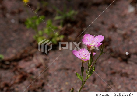 ユウゲショウの花 52921537