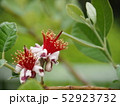 フェイジョアの花 52923732