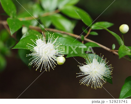 ギンバイカの花 ギンバイカの花 52923741