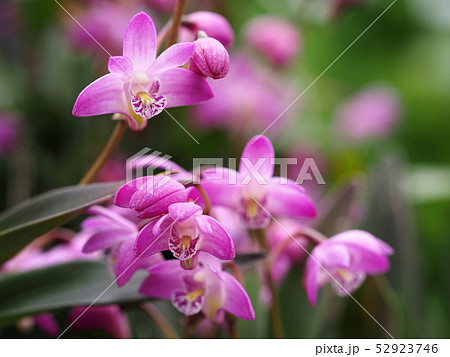 ギンギアナムの花 ギンギアナムの花 52923746