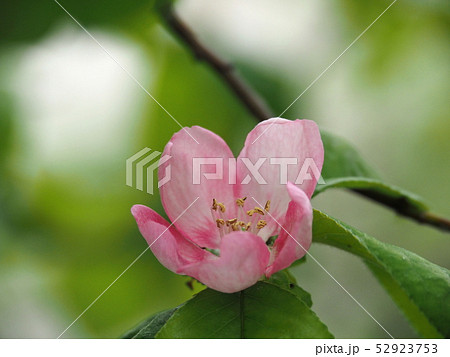 カリンの花 カリンの花 52923753