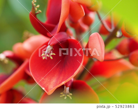 アメリカデイゴの花 52923863