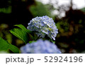 密やかに咲く 52924196