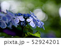きらめく紫陽花 52924201