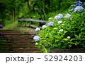 路傍の紫陽花 52924203