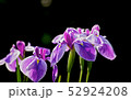 ハナショウブ 52924208