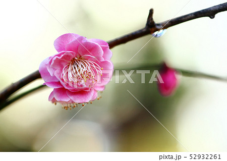梅　未開紅の花 52932261