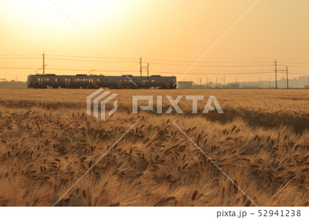夕日の麦畑を走るえちぜん鉄道の電車 52941238