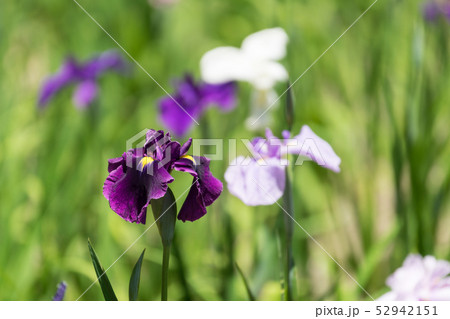 花菖蒲  52942151