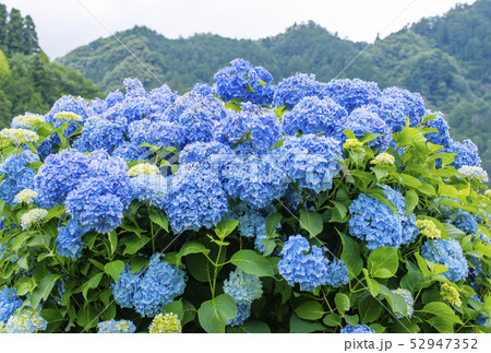 紫陽花 水無月イメージ イメージ素材の写真素材