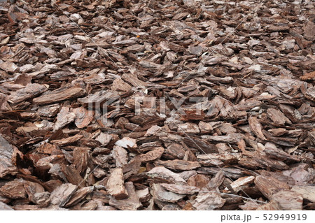 Shredded pine bark for mulching. 52949919