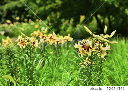 太田吉沢ゆりの里 太田吉沢ゆりの里 52954561