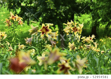 太田吉沢ゆりの里 52954581