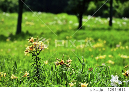 太田吉沢ゆりの里 52954611