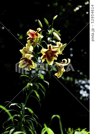 太田吉沢ゆりの里 太田吉沢ゆりの里 52954614