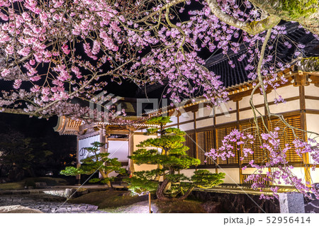 桜の名所！夜桜と龍野城本丸御殿の夜景（兵庫県たつの市）※作品コメント欄に撮影位置 52956414