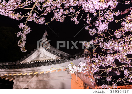 桜の名所！龍野城本丸御殿、埋門で夜桜を見る（兵庫県たつの市）※作品コメント欄に撮影位置 52956417
