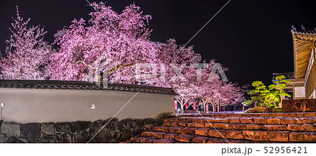 桜の名所！龍野城本丸御殿、埋門で夜桜を見る（兵庫県たつの市）※作品コメント欄に撮影位置 52956421