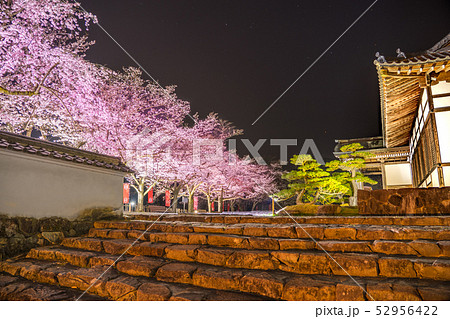桜の名所！龍野城本丸御殿、埋門で夜桜を見る（兵庫県たつの市）※作品コメント欄に撮影位置 52956422