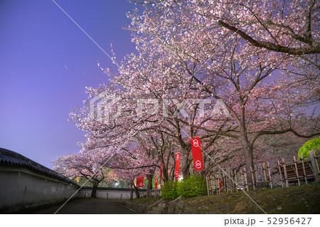 桜の名所!龍野城本丸御殿、埋門で夜桜を見る(兵庫県たつの市)※作品コメント欄に撮影位置 桜の名所!龍野城本丸御殿、埋門で夜桜を見る(兵庫県たつの市)※作品コメント欄に撮影位置 52956427