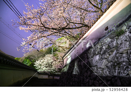 桜の名所！龍野城本丸御殿、埋門で夜桜を見る（兵庫県たつの市）※作品コメント欄に撮影位置 52956428