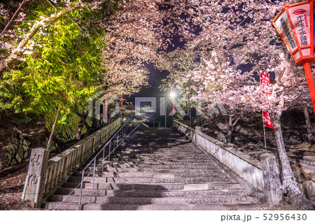 桜の名所！たつの公園の夜桜（兵庫県たつの市）※作品コメント欄に撮影位置 52956430