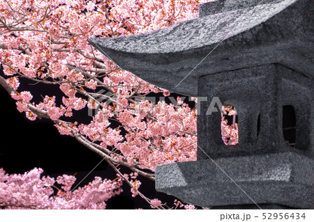 桜の名所！たつの公園の夜桜（兵庫県たつの市）※作品コメント欄に撮影位置 52956434