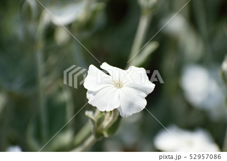 白いスイセンノウの花の写真素材