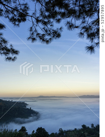 Frame of pine tree leaves The background is the 52957895
