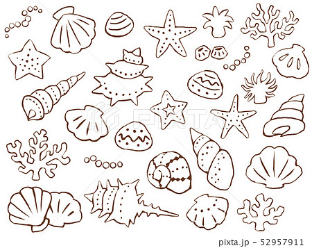 海モチーフの手描き線画イラストセット 貝 ヒトデ サンゴ イソギンチャク のイラスト素材