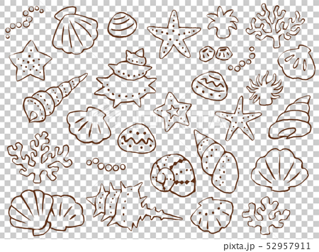海モチーフの手描き線画イラストセット 貝 ヒトデ サンゴ イソギンチャク のイラスト素材
