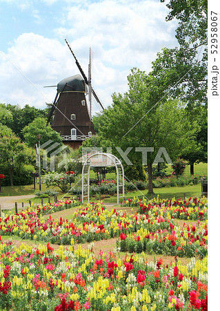 ふなばしアンデルセン公園の花めいろ 金魚草 キンギョソウ と風車 5月 千葉県船橋市の写真素材