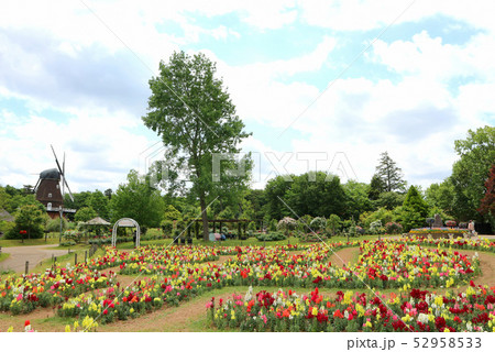 ふなばしアンデルセン公園の花めいろ 金魚草 キンギョソウ と風車 5月 千葉県船橋市の写真素材