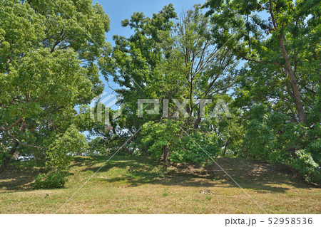 【浄元寺山古墳】 大阪府藤井寺市青山１ 52958536