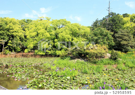 京都勸修寺の庭園 京都勸修寺の庭園 52958595