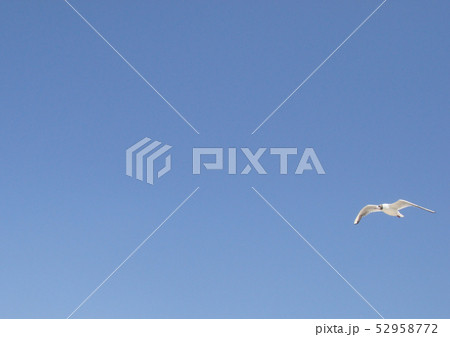 Blue sky and gull, gull flight, wild seagull, sea 52958772