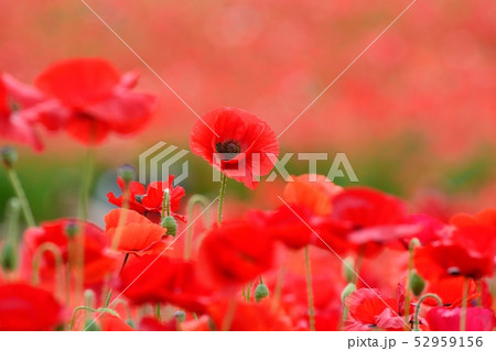 満開のポピー 52959156