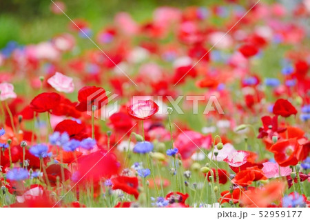 満開のポピー 52959177
