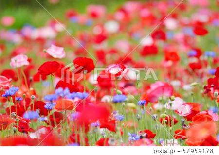 満開のポピー 満開のポピー 52959178