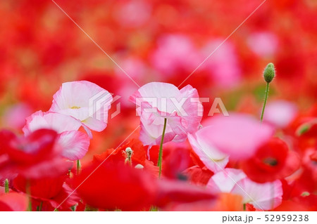 満開のポピー 満開のポピー 52959238