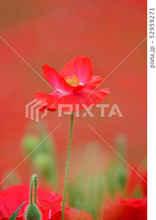 満開のポピー 52959271