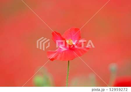 満開のポピー 52959272