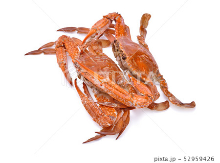 Cooked Crab Isolated on white background Cooked Crab Isolated on white background 52959426