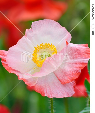 満開のポピー 52959924