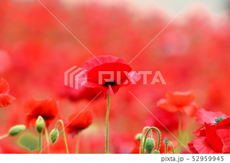 満開のポピー 52959945