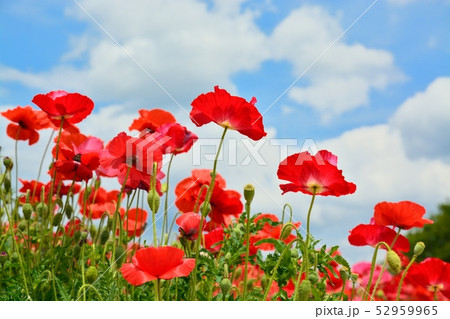満開のポピー 52959965