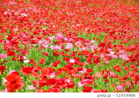 満開のポピー 52959966
