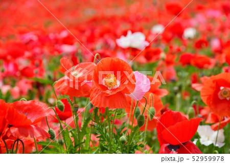 満開のポピー 満開のポピー 52959978
