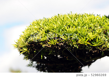 五葉の松-6 52960269